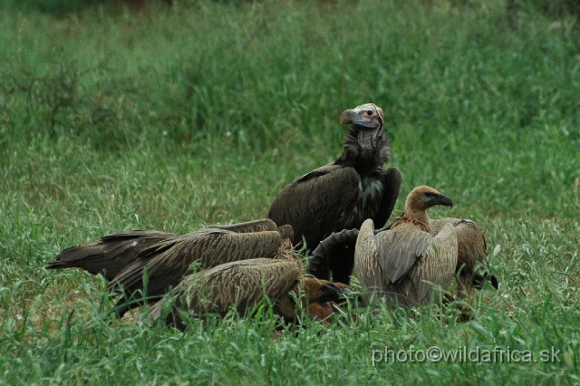 puku rsa 02577.jpg - African White-backed Vulture (Gyps africanus) and largest Lappet-faced Vulture (Trogon tracheliotos)